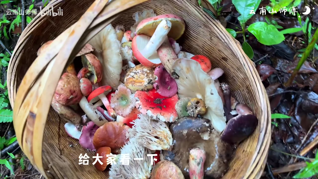 Finding Some rare and Colorful Shrooms! ASMR Picking Mushrooms #6