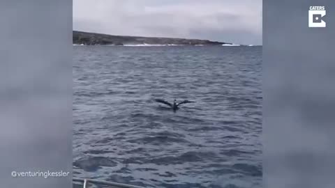Sea Animals