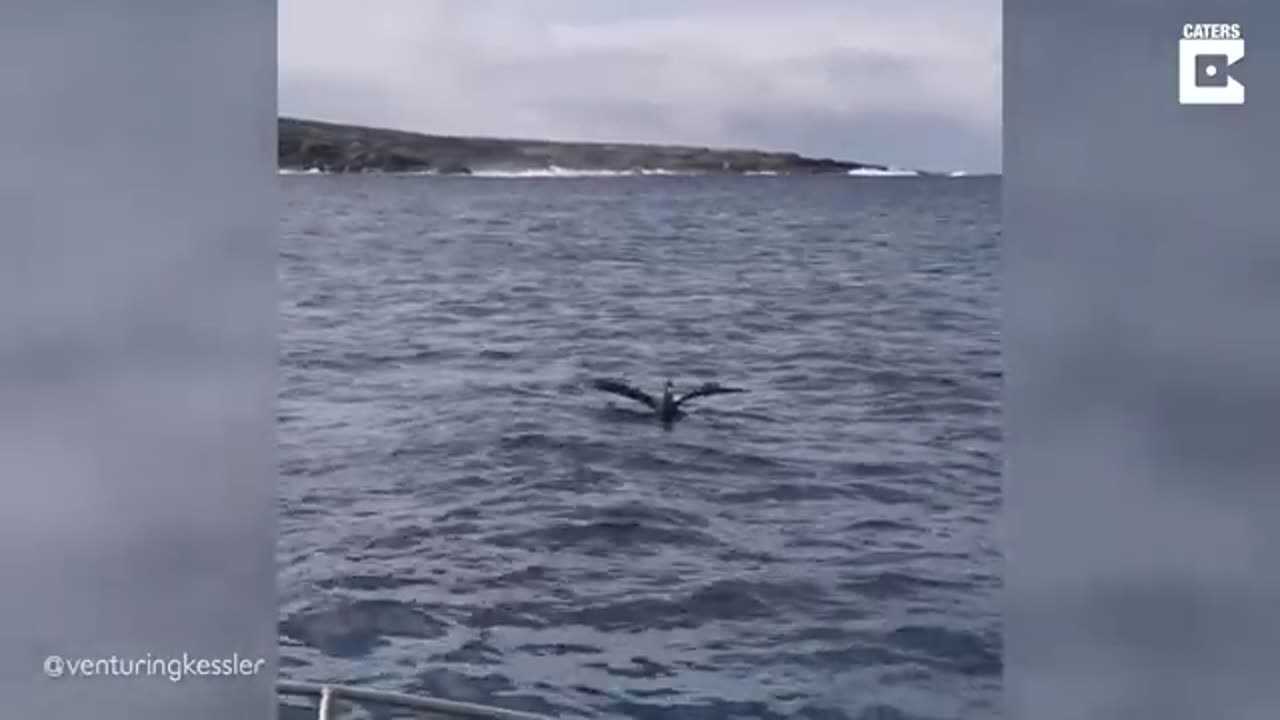 Sea Animals