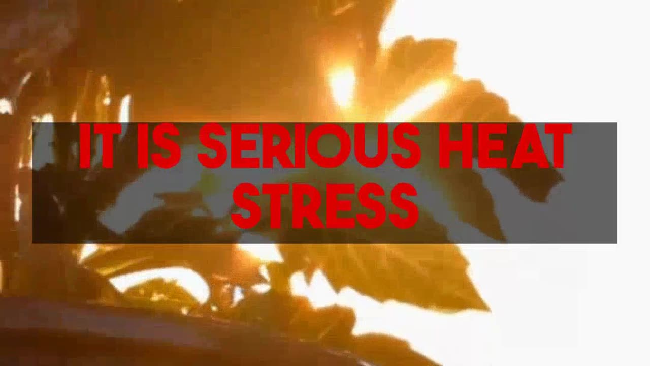 Selecting Thriving Container Plants for Intense Sun