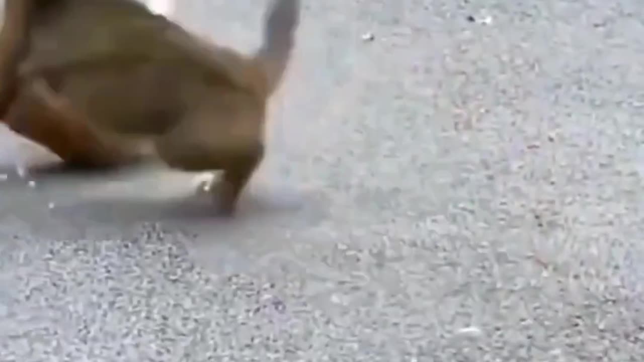 Pawsome Fun | Kittens Playing with Joy 🐾❤️