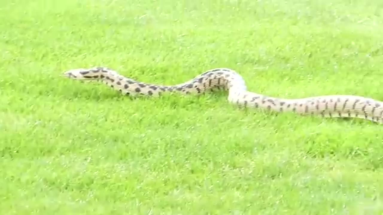 Eagle vs Snake 🦅🐍