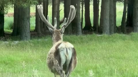 Nature and Animals
