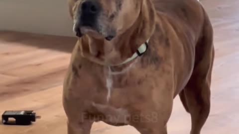 Dog's full Comedy Videos 🤣 so funny videos 🤣