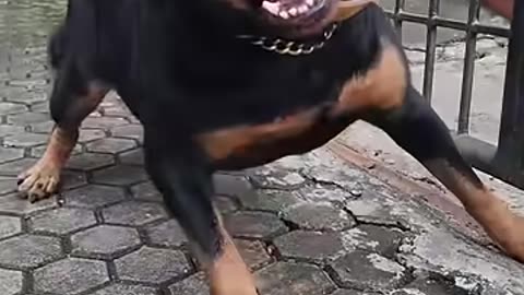 Dag 🤪