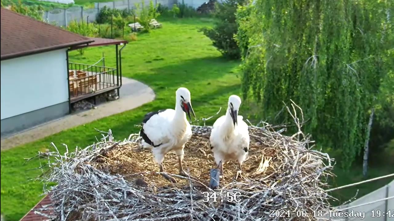 I almost kicked my brother out of the nest ๐คจ๐