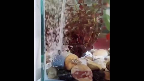 Little crab knows how to have fun on his own