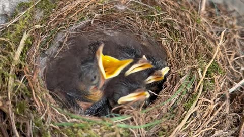 Four Little Birds Chirp After Gentle Tap Near Nest