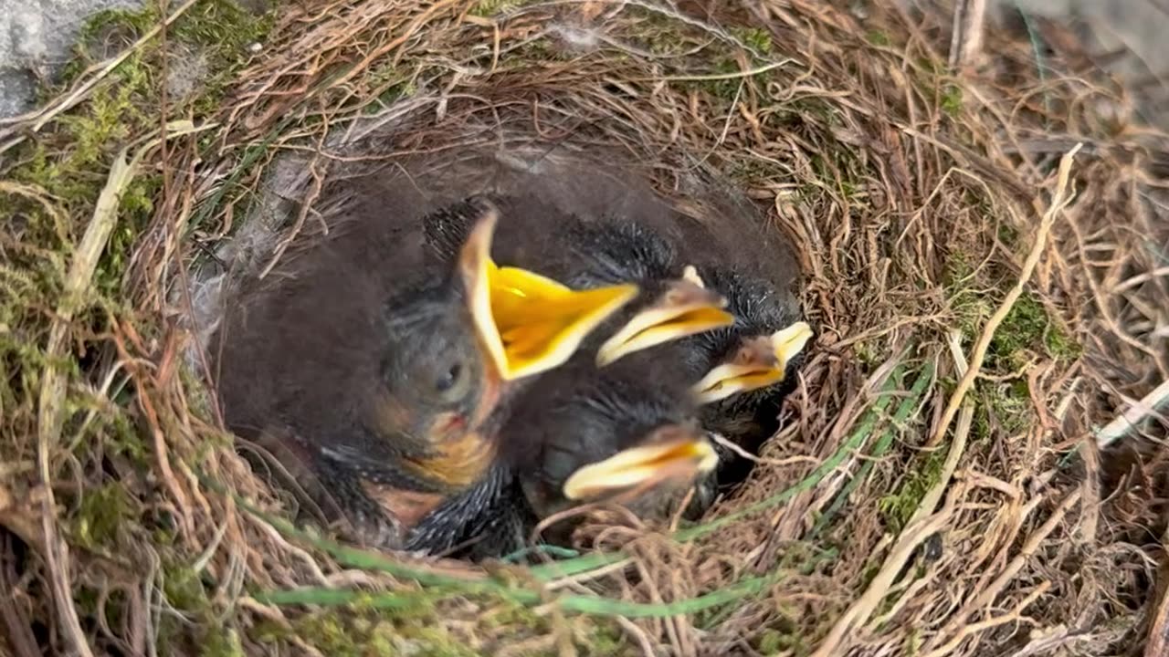 Four Little Birds Chirp After Gentle Tap Near Nest