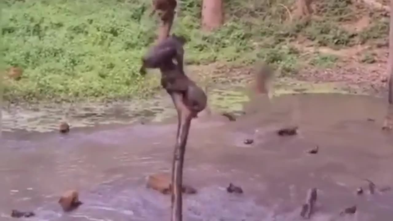 new funny video