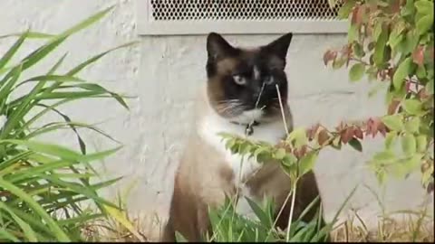 Dusty the cat thief cat burglar neighborhood cat theif