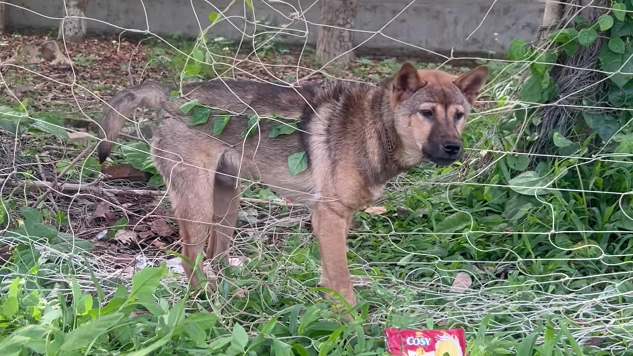 dog stuck