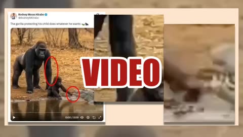 Fact Check: Video Of Gorilla 'Protecting His Child' From Crocodile NOT Real -- Hallmarks Of AI