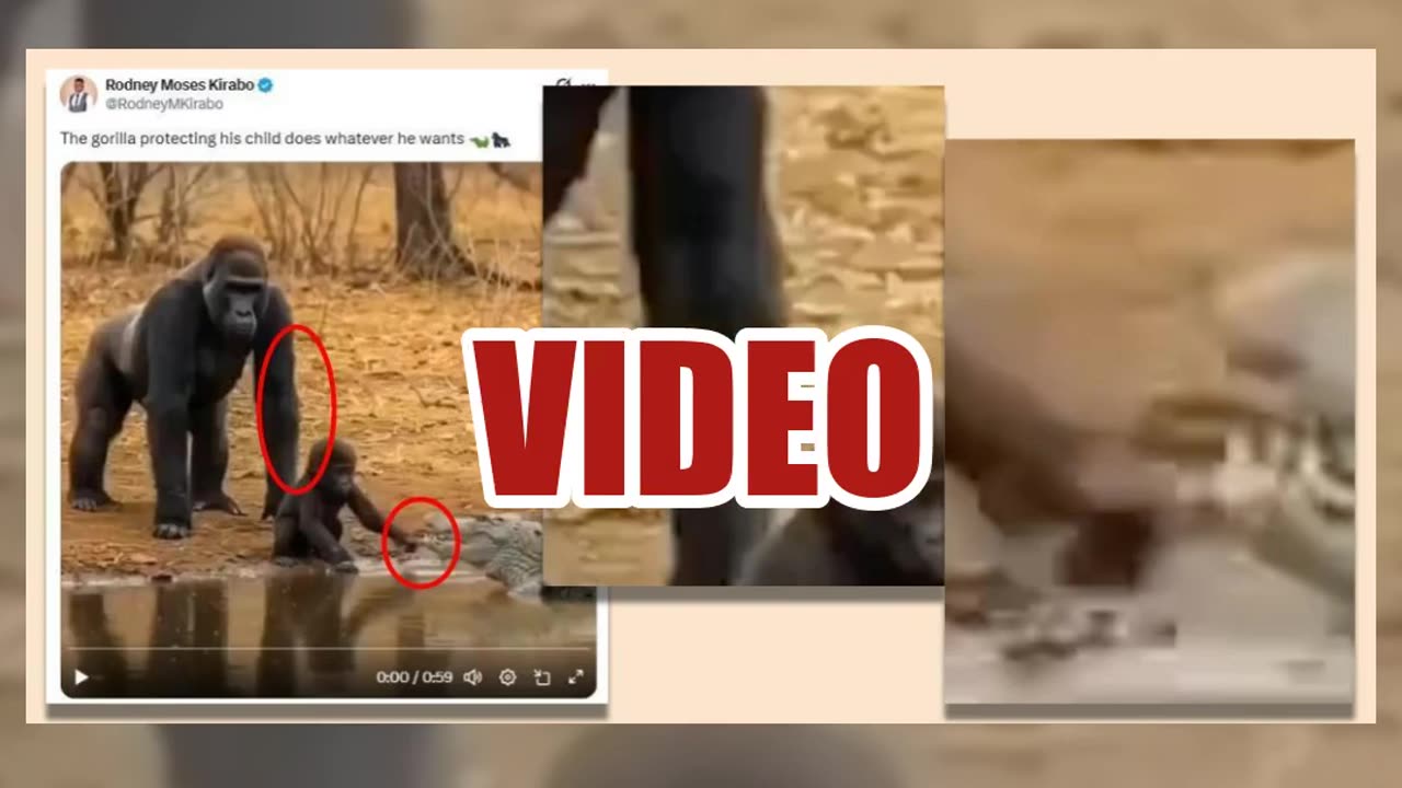 Fact Check: Video Of Gorilla 'Protecting His Child' From Crocodile NOT Real -- Hallmarks Of AI