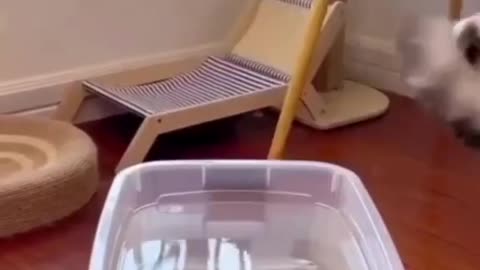 Get Ready to Laugh: Funny Cat Incidents!🐈‍⬛🐈