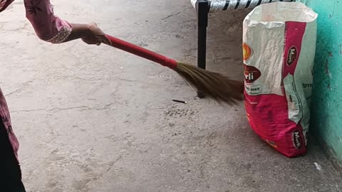 Cute cat play and enjoy with my family member