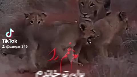 lion house