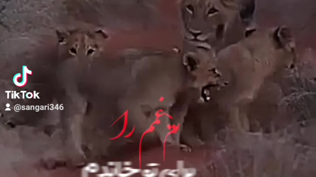 lion house