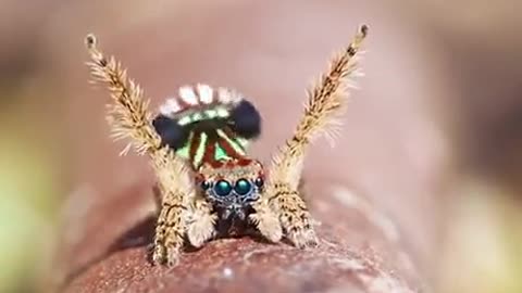 Peacock Spider