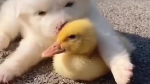 DOG AND DUCK