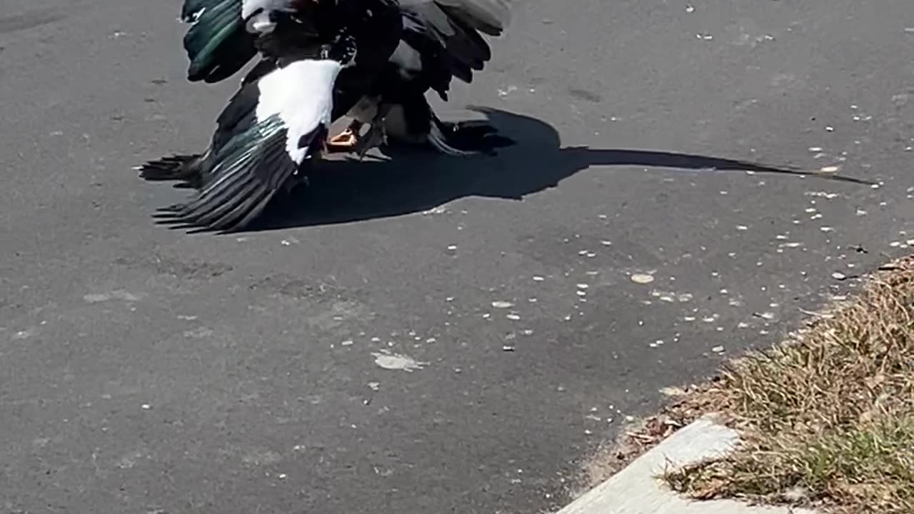 “It’s really in the field”, only in Florida!