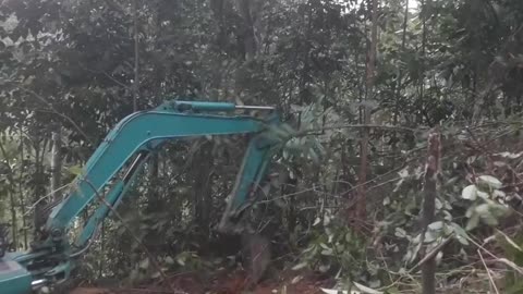 Forest Reborn: 1-Min POV of American Excavator Magic! (Rumble)