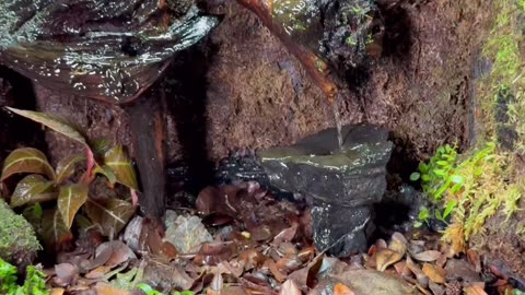 What’s Hiding In The Lead Litter? 🍂 👀