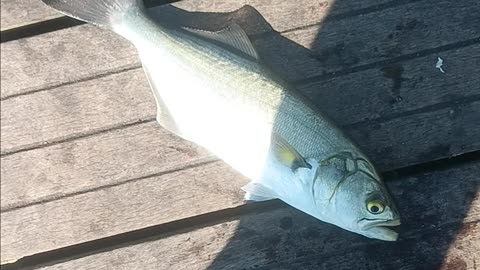 Bluefish magnolia pier