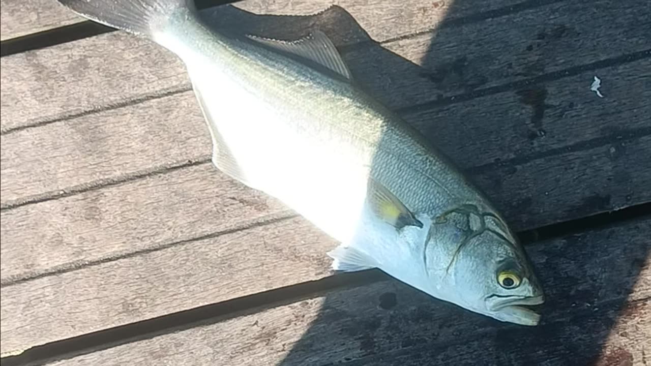 Bluefish magnolia pier