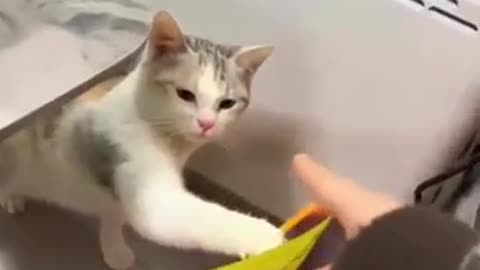 😼🙄 Cats Being Jerks... As Usual! | FunFM