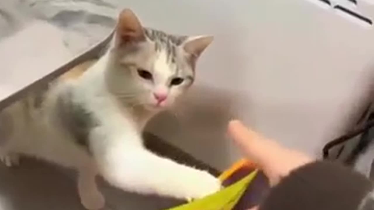 😼🙄 Cats Being Jerks... As Usual! | FunFM