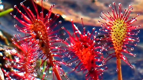 Round-leaved sundew