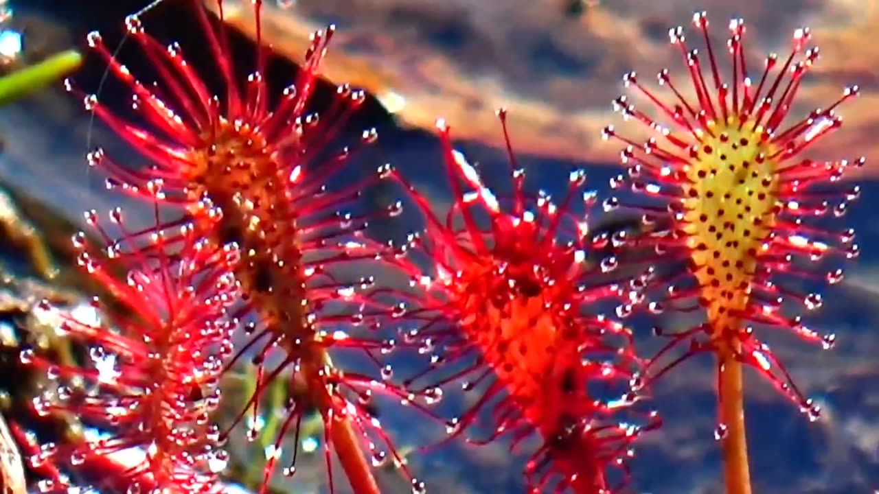 Round-leaved sundew