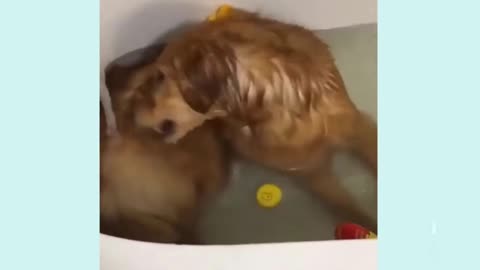 Puppies Toilet Swimming pool funny 🤣 videos 🔥