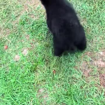 Baby Bear vs. Human: You Won’t Believe What Happens Next!