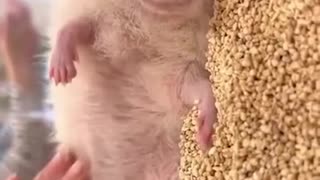 The hedgehog is such a cute little creature!