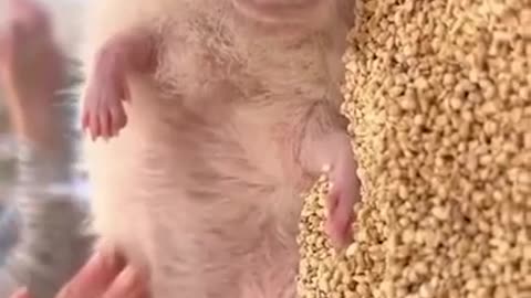 The hedgehog is such a cute little creature!