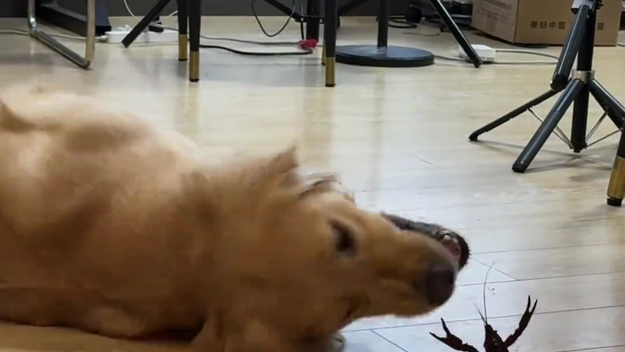 🍤 Today’s Episode: Master Jin vs... the Shrimp?! 🐶⚔️
