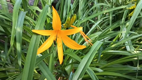 Daylily