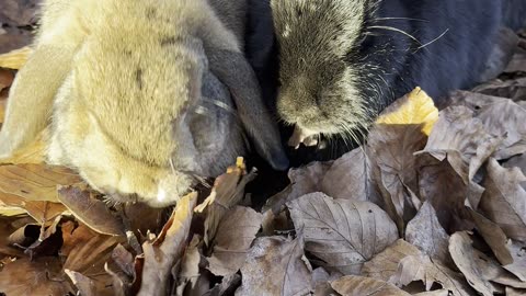 Cozy Bunny Cuddle in Autumn Leaves