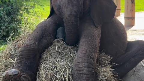 Baby elephant!