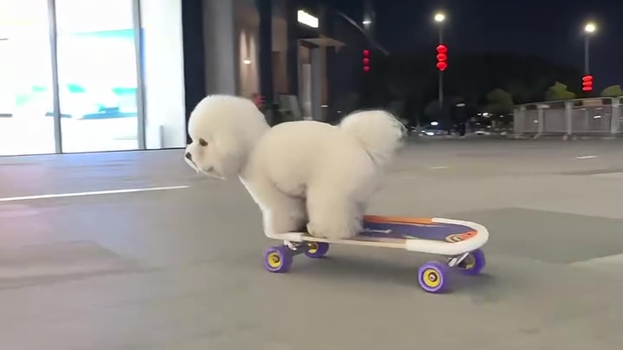 cute little skate boarding poodle