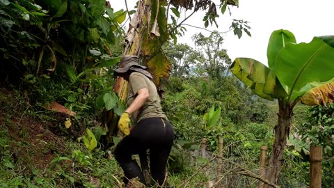 Searching for Fallen PLANTAINS | A Simple Life in RURAL COLOMBIA
