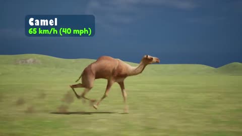 Animals Speed Comparison | Present and Prehistoric