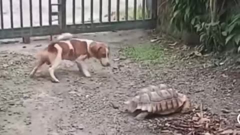 Dog walking like a turtle