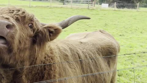 Girl Feeding the Highland Cow From the Mouth