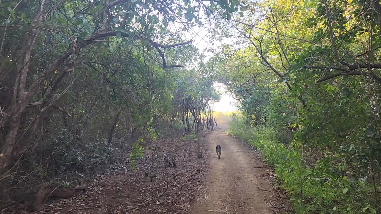 1/24/25 Jungle to beach walk