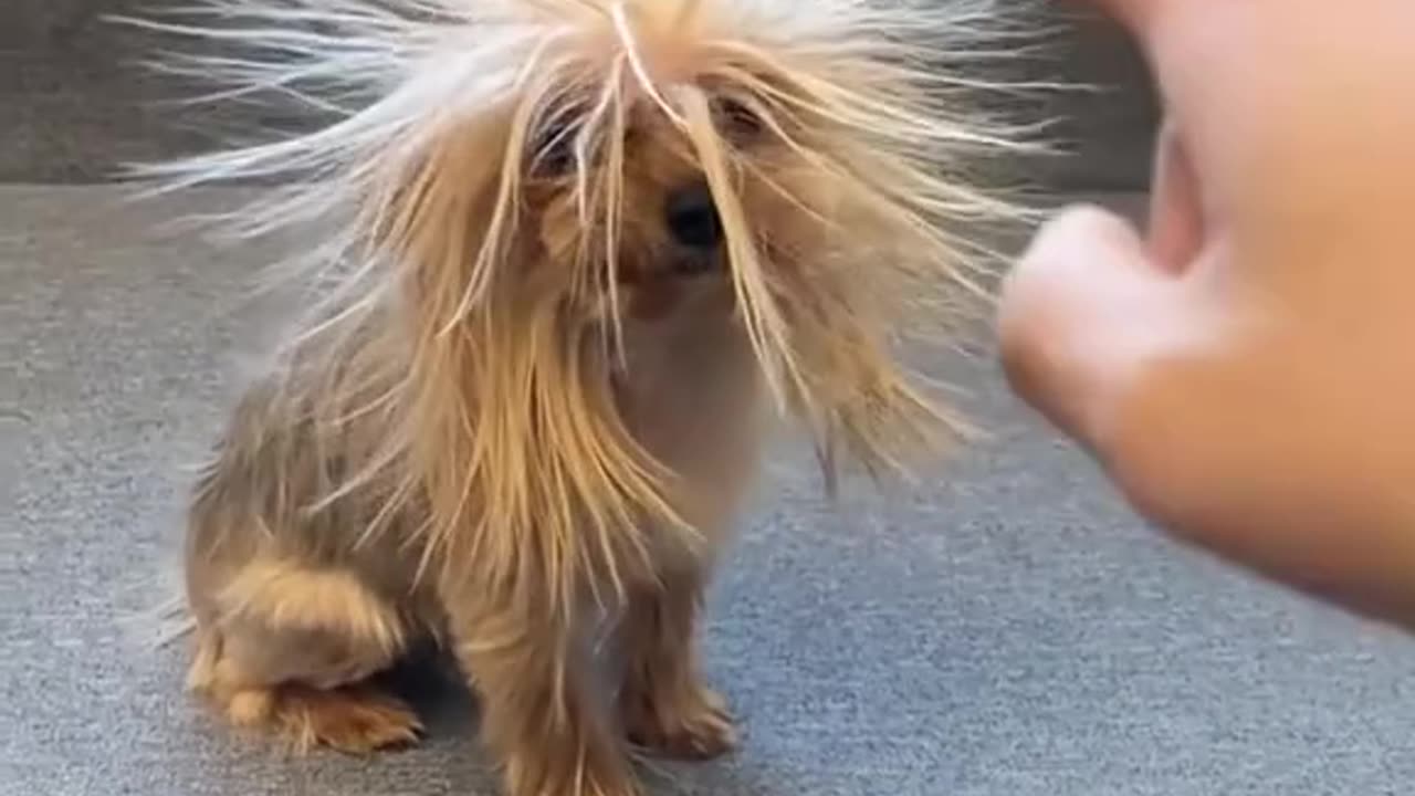 Căței Micuți – Explozie de Drăgălășenie! 🐶❤️ / Tiny Puppies – A Cuteness Explosion!