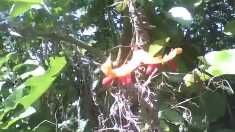 Momordica melon fruit is already ripe in the forest, the flavor is sweet! [Nature & Animals]