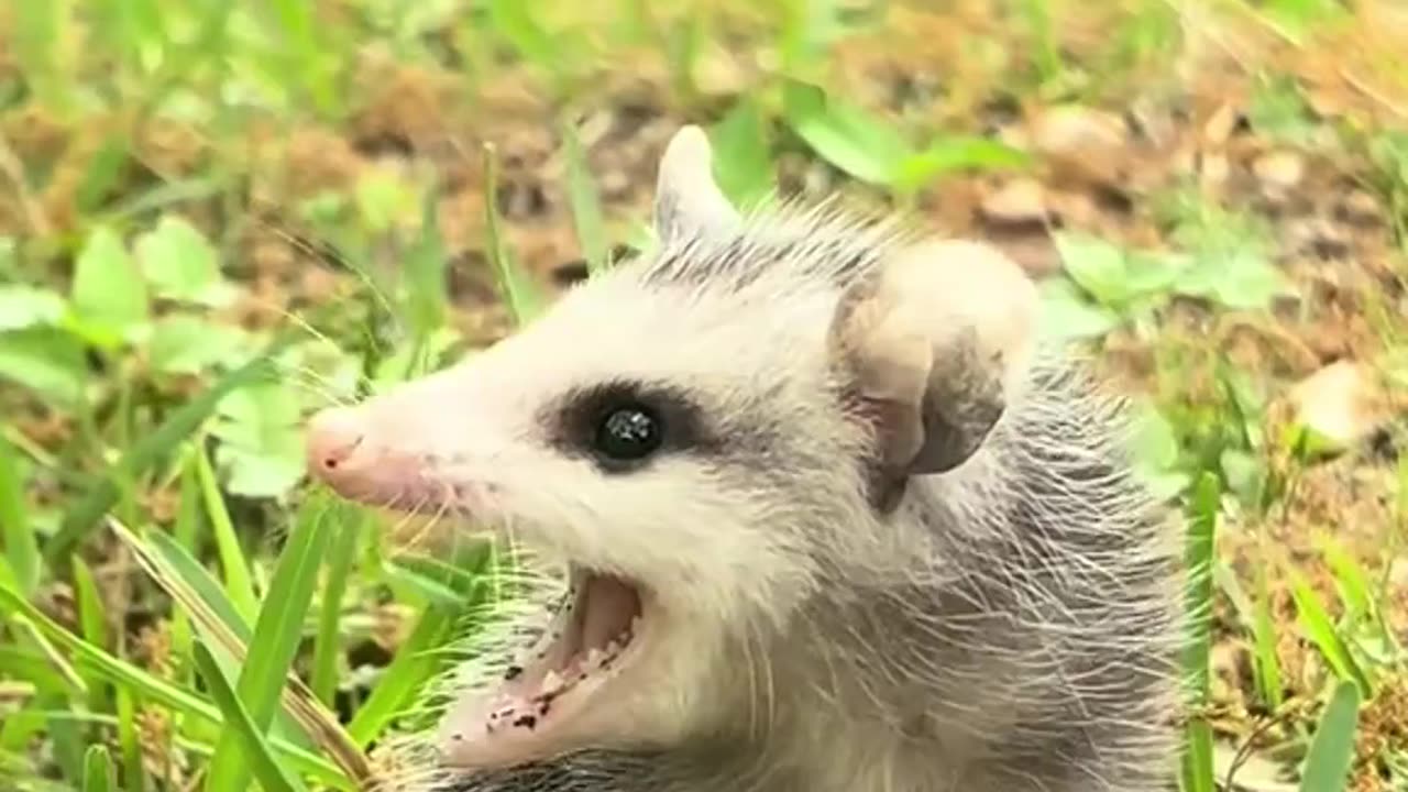 adorable baby possum got abandoned